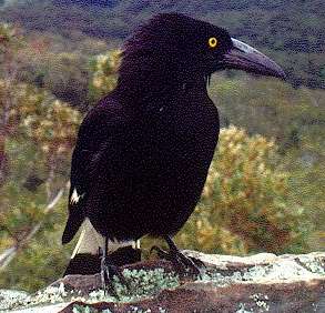 A currawong. That's an australian corvid of some sort.