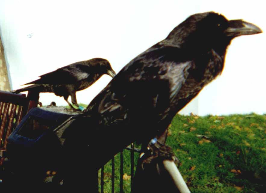 Tower of London ravens.