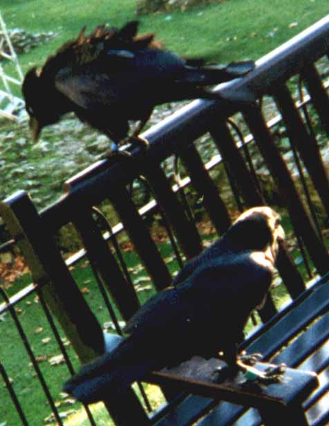 Tower of London ravens.