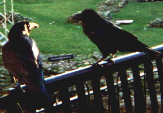 Tower of London ravens.