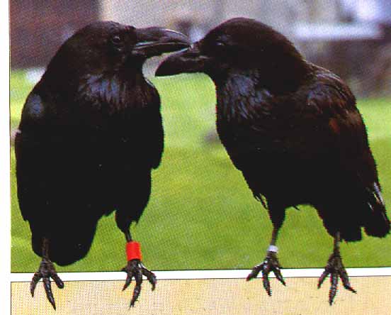 Tower of London ravens.